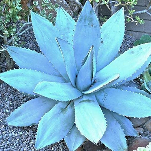 Agave Titanota Blue Seeds – Organic, Heirloom, Non-GMO Succulent Seeds for Planting