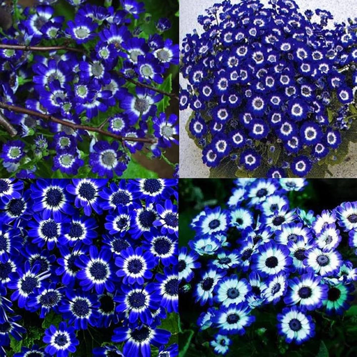 Organic Blue Bellis Perennis Seeds for Planting – Heirloom, Non-GMO