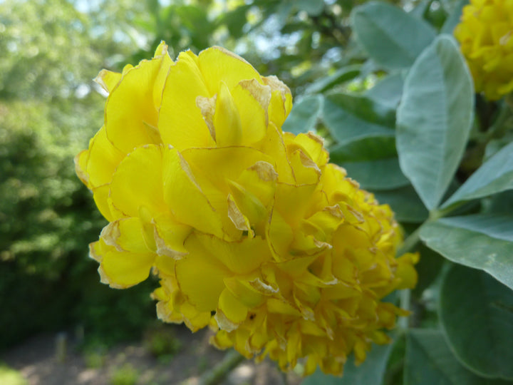 Heirloom Argyrocytisus Flower Seeds, Non-GMO Ornamental Shrub Blooms for Colorful Garden Planting