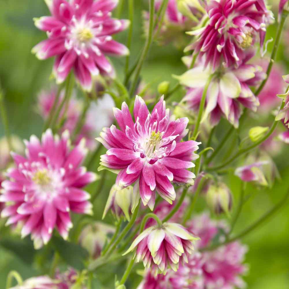 Heirloom Non-GMO Pink Nora Barlow Flower Seeds for Garden Planting – Unique Double Blooms Variety