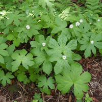 Goldenseal Root Seeds (Hydrastis canadensis) – Heirloom Medicinal Herb for Shade Gardening