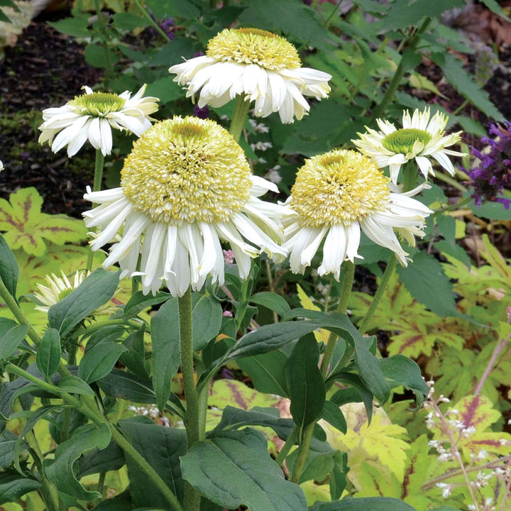 Vanilla Echinacea Flower Seeds for Planting - Heirloom, Non-GMO Seeds for Home Garden