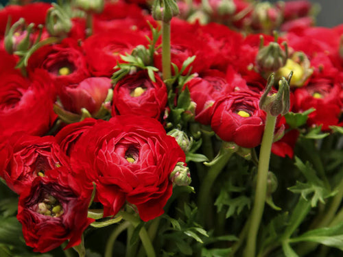 Asiaticus Ranunculus Seeds – Organic, Heirloom, Non-GMO Flower Seeds for Planting
