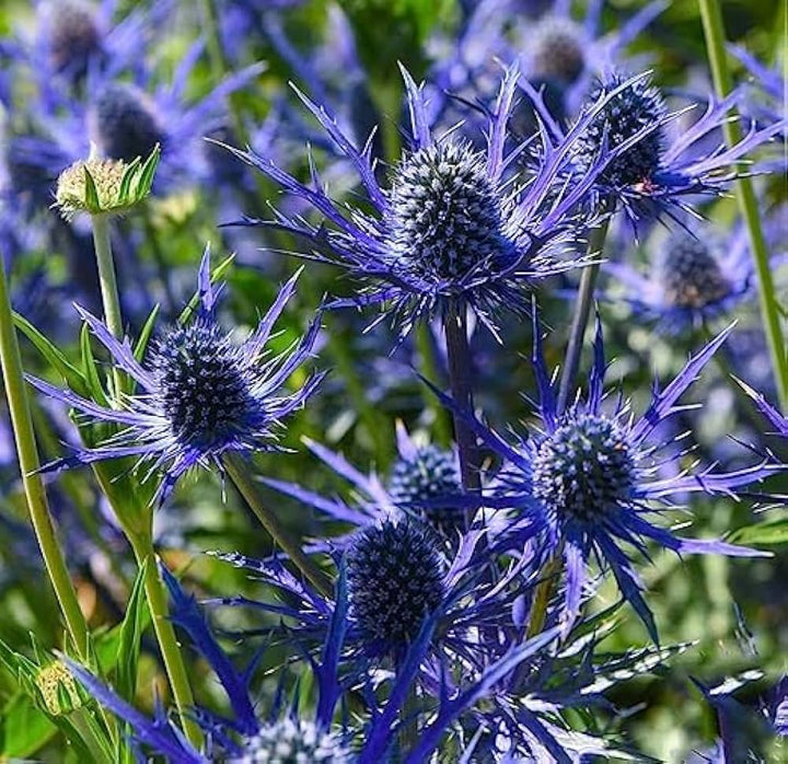 Holly Flower Seeds for Planting - 100 pcs