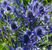 Holly Flower Seeds for Planting - 100 pcs