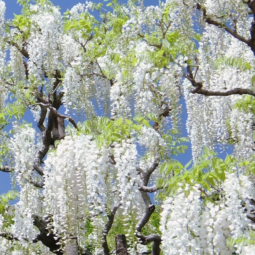 Heirloom Non-GMO White Wisteria Flower Seeds for Garden Planting – Cascading Fragrant Blooms
