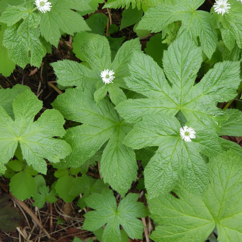 Goldenseal Herb Seeds (Hydrastis canadensis) – Heirloom Variety for Shade Gardens