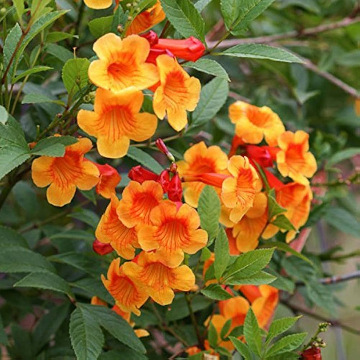 Orange Tecoma Jubilee Flower Seeds – Heirloom Non-GMO seeds for Bright Garden