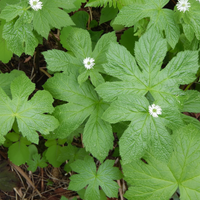 Goldenseal Root Seeds (Hydrastis canadensis) – Heirloom Medicinal Herb for Shade Gardening