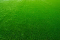 Eco-Friendly / Low-Maintenance Grass Seeds