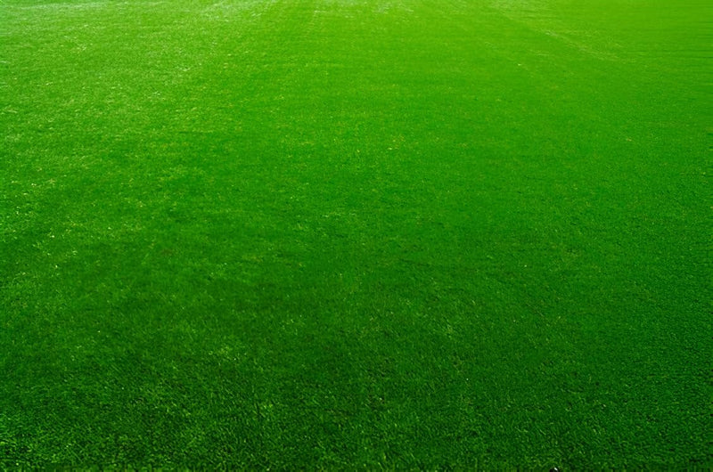 Eco-Friendly / Low-Maintenance Grass Seeds