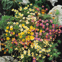 Mix Leptosiphon Flower Seeds for Planting - 100 pcs