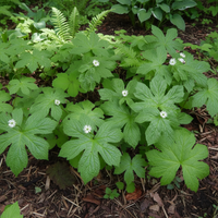 Hydrastis canadensis Goldenseal Seeds for Planting – Non-GMO Herb for Shaded Areas