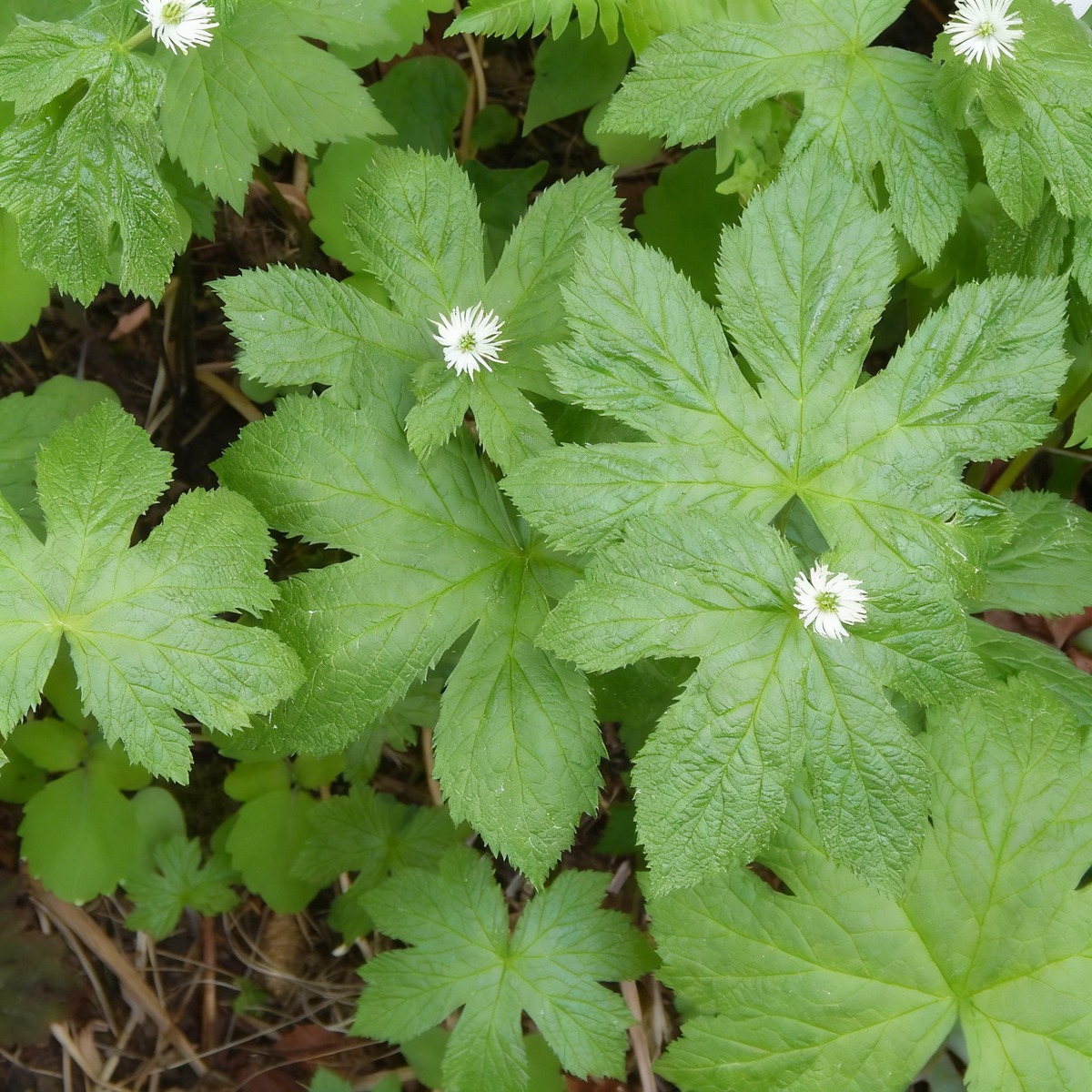 Hydrastis canadensis Goldenseal Seeds for Planting – Non-GMO Herb for Shaded Areas