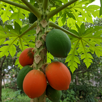 Red Lady Papaya Planting Seeds – Heirloom Non-GMO Papaya Fruit Seeds