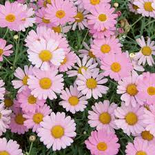 Pink Yellow Leucanthemum Seeds for Planting - NON GMO Seeds