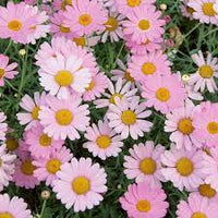 Pink Yellow Leucanthemum Seeds for Planting - NON GMO Seeds