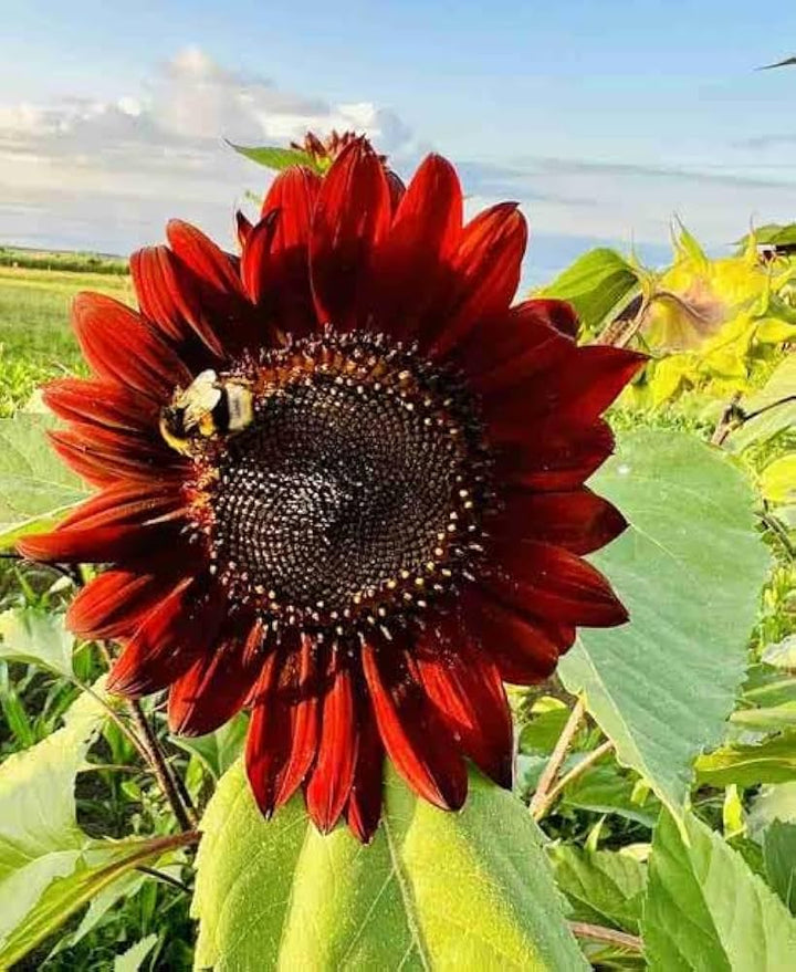 Red Sunflower Seeds for Planting – Bright Ornamental Blooms, Non-GMO Garden Flower Seeds