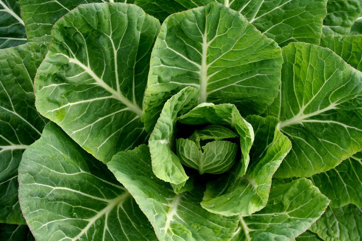 Green Collard Greens Plant Seeds for Planting NON GMO Seeds