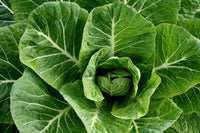 Green Collard Greens Plant Seeds for Planting NON GMO Seeds