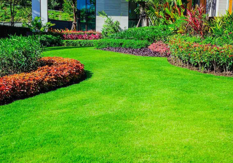 Lawn Grass Seeds Mix ? Red, Blue, Green & Yellow Shades
