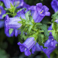 Heirloom Non-GMO Blue Abutilon Striatum Flower Seeds for Planting