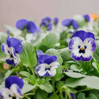 Heirloom Non-GMO Viola Purple White Flower Seeds for Planting – Decorative Blooming Flower Seeds