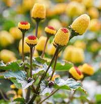 Spotflower Paracress Seeds for Planting – Organic, Heirloom, Non-GMO Edible Flower Seeds