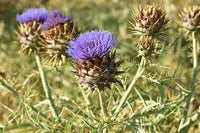 Violet Cardunculus Flower Seeds for Planting NON GMO Seeds