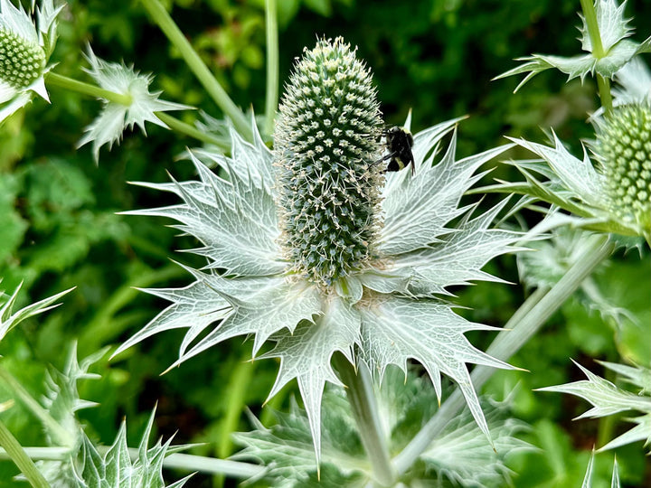 Heirloom Non-GMO Silver Holly Flower Seeds for Winter Gardens and Decorative Landscaping