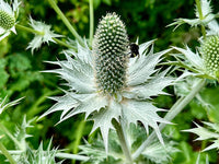 Heirloom Non-GMO Silver Holly Flower Seeds for Winter Gardens and Decorative Landscaping