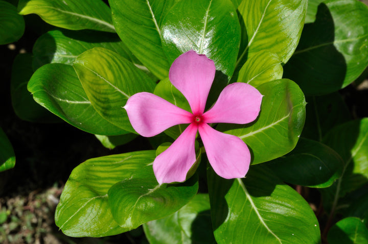 Organic Catharanthus Flower Seeds for Planting – Heirloom, Non-GMO