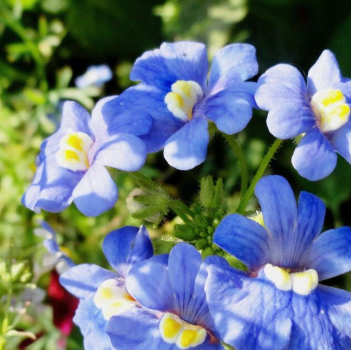 Blue Nemesia Flower Seeds – Heirloom Non-GMO Annual Blooms for Colorful Garden Borders