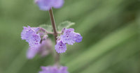 Heirloom Non-GMO Violet Catmint Flower Seeds for Planting – Fragrant Pollinator-Friendly Seeds