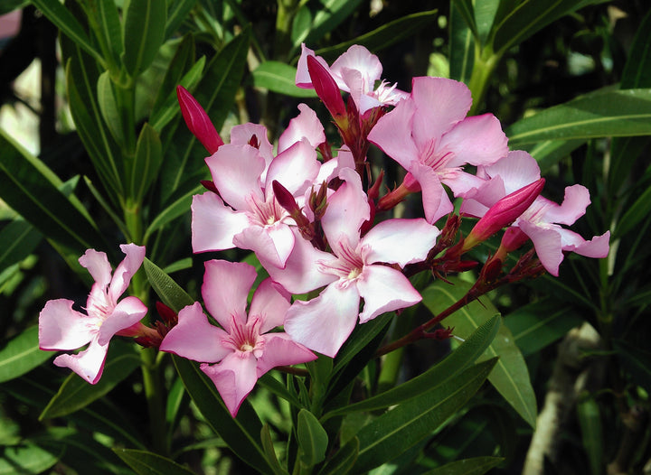 Heirloom Nerium Flower Seeds, Non-GMO Fragrant Blooms for Planting