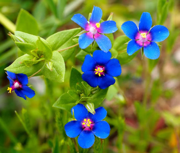Organic Blue Pimpernel Anagallis Flower Seeds for Planting ƒ?? Heirloom, Non-GMO