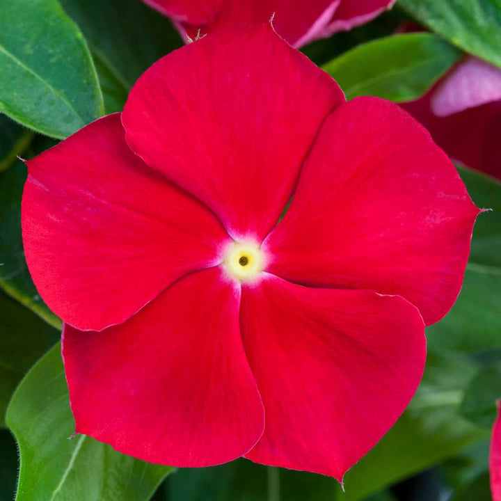 Vinca Red Flower Seeds for Planting – Organic, Heirloom, Non-GMO Blooming Seeds