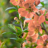 Orange Chaenomeles Flower Seeds – Heirloom, Non-GMO Seeds for Planting Bright Spring Blooms
