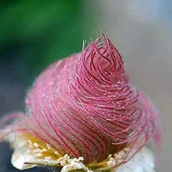 Heirloom Non-GMO Smoke Flower Seeds for Garden Planting – Unique Ornamental Blooms Variety