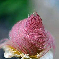 Heirloom Non-GMO Smoke Flower Seeds for Garden Planting – Unique Ornamental Blooms Variety