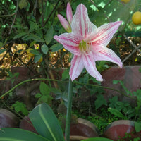 Heirloom Non-GMO White Pink Hippeastrum Rutilum Flower Seeds for Garden Planting – Exotic Amaryllis Blooms