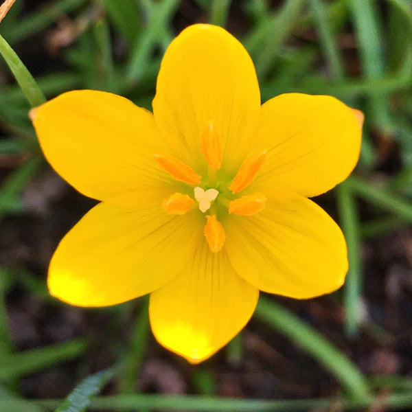 Heirloom Non-GMO Yellow Viola Flower Seeds for Planting – Bright Blooming Flower Seeds