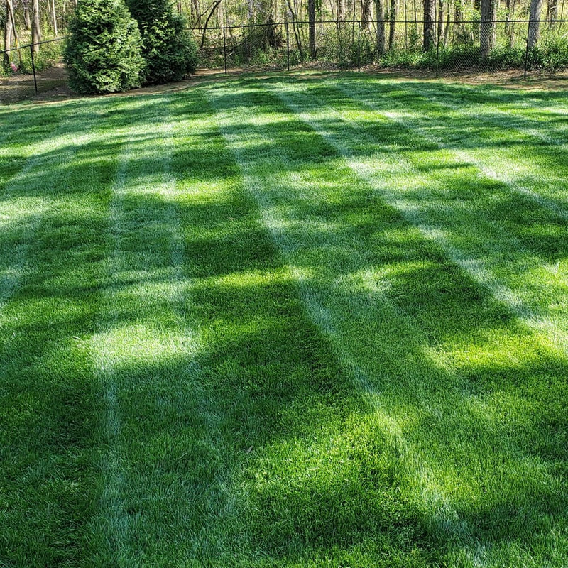 Kentucky Bluegrass Seeds