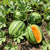Tendersweet Orange Watermelon Seeds for Planting – Heirloom Non-GMO Garden Seeds