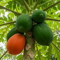 Red Lady Papaya Seeds for Planting – Heirloom Non-GMO Fruit Garden Seeds