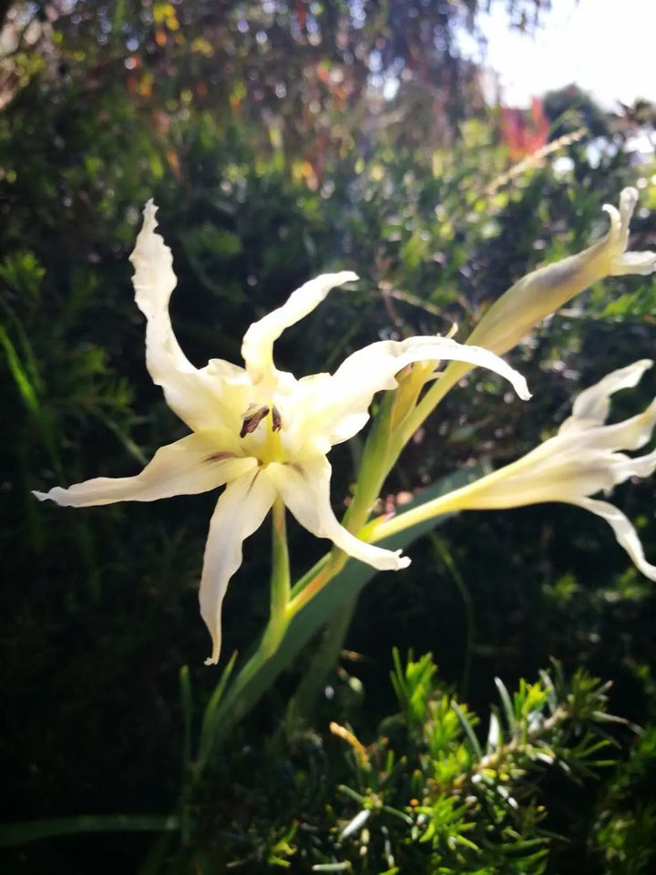 Non-GMO Gladiolus Tristis Flower Seeds for Garden Planting – Fragrant Blooms