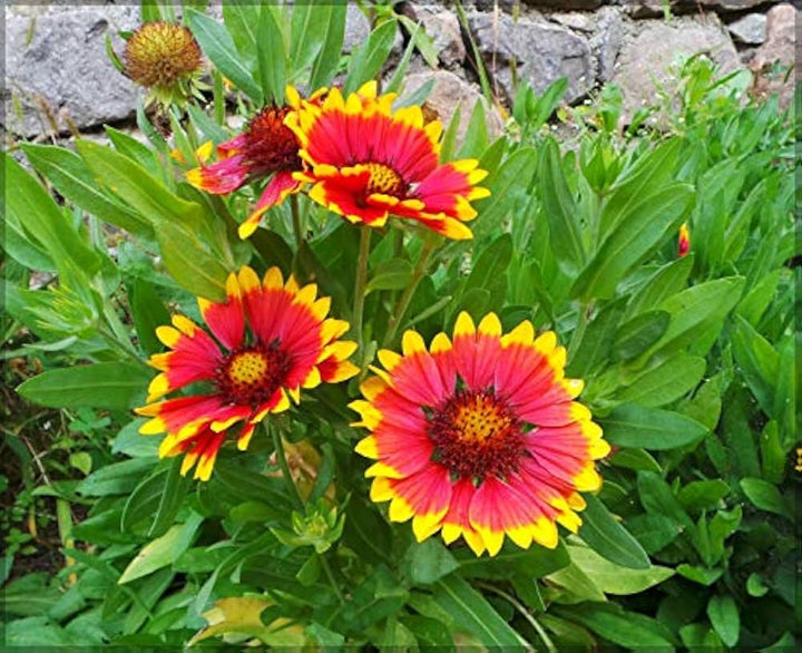 Gaillardia Aristata Flower Seeds for Planting - NON GMO Seeds