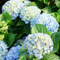 Organic Blue Yellow Hydrangea Flower Seeds for Planting – Heirloom, Non-GMO