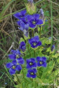 Heirloom Blue Gentian Fringed Flower Seeds for Planting, Non-GMO