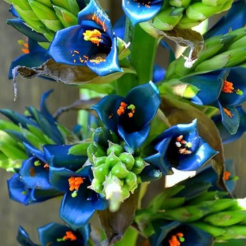 Heirloom Non-GMO Blue Sapphire Tower Flower Seeds for Garden Planting – Vibrant Spikes